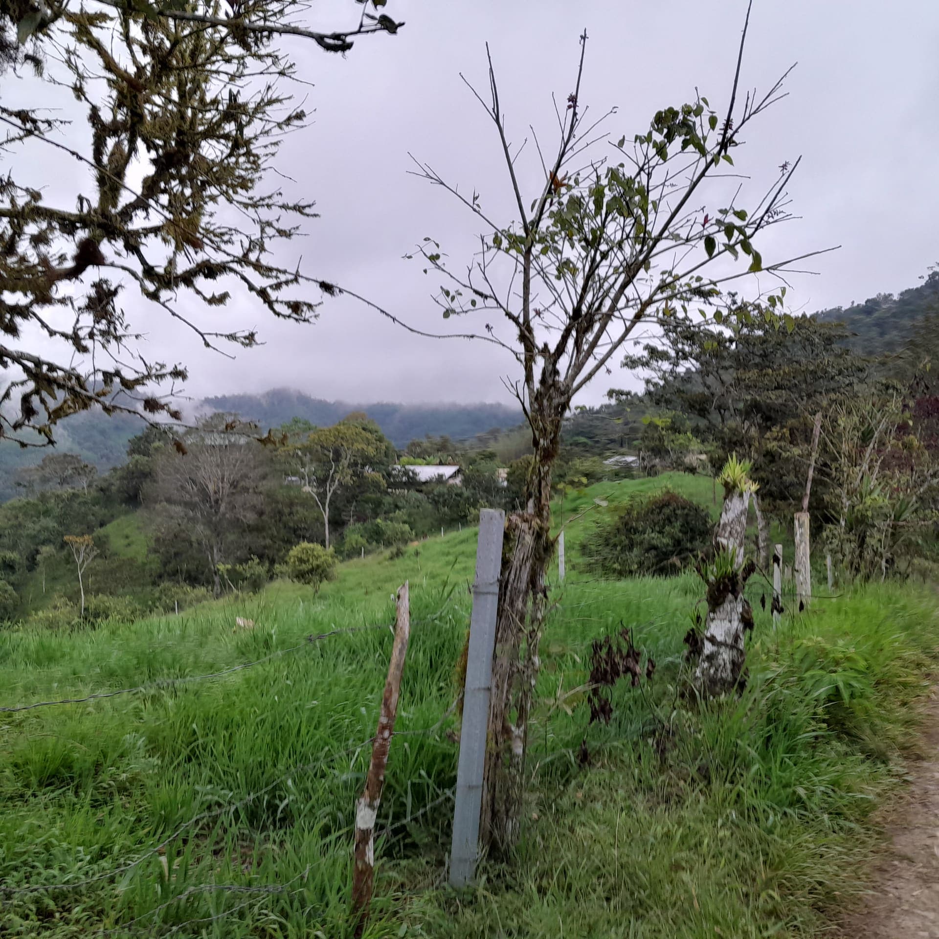 Landschaft & Nebelwald