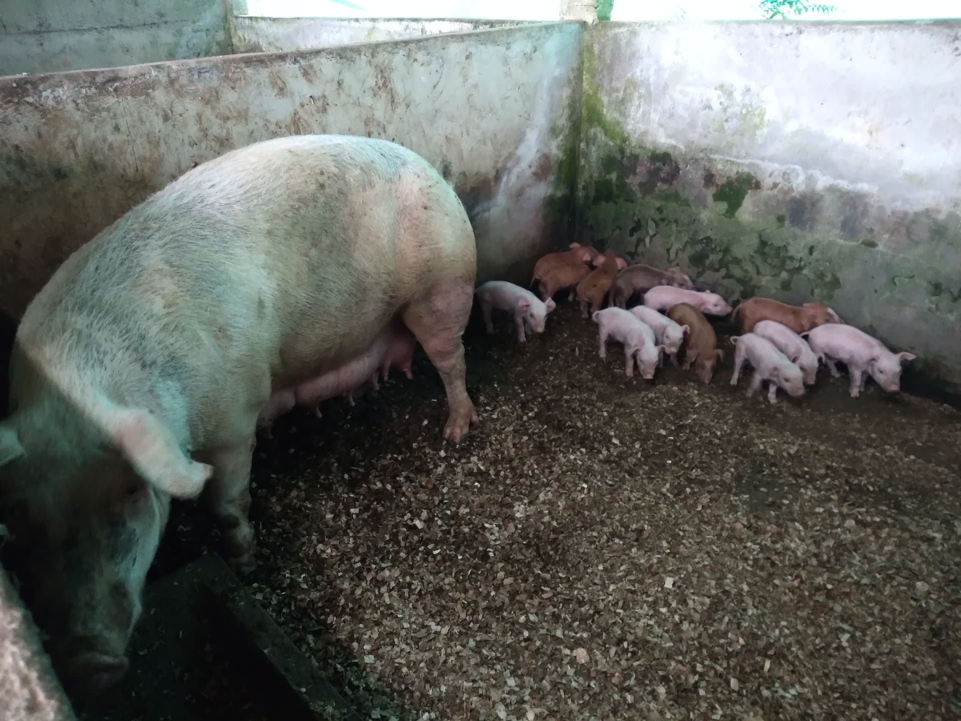 Schweine