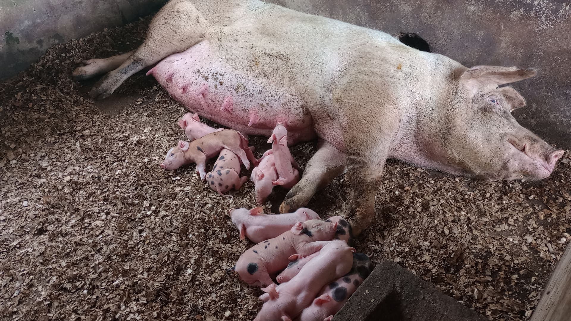 Schweine