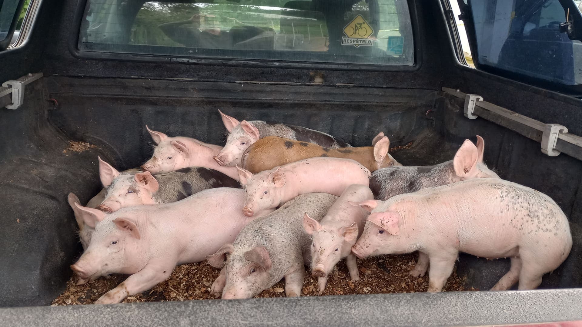 Schweine