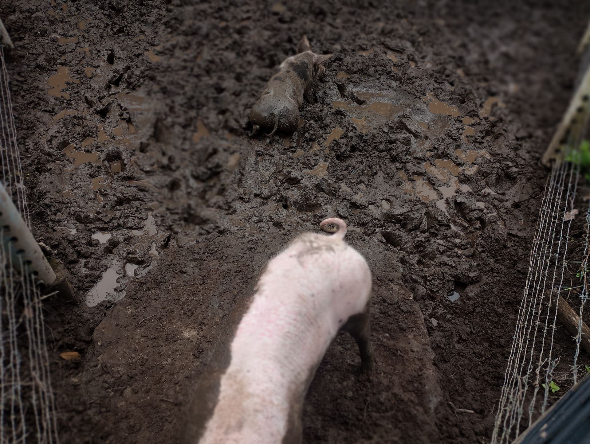Schweine