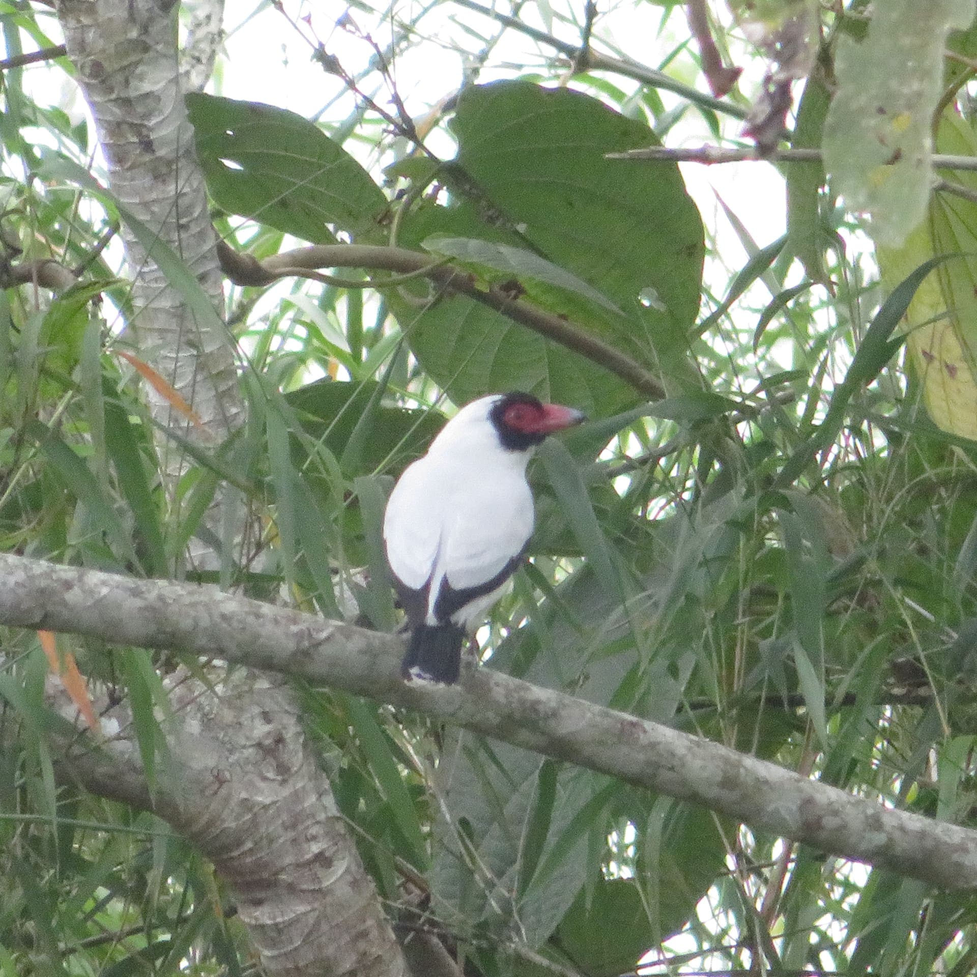 Vogelwelt