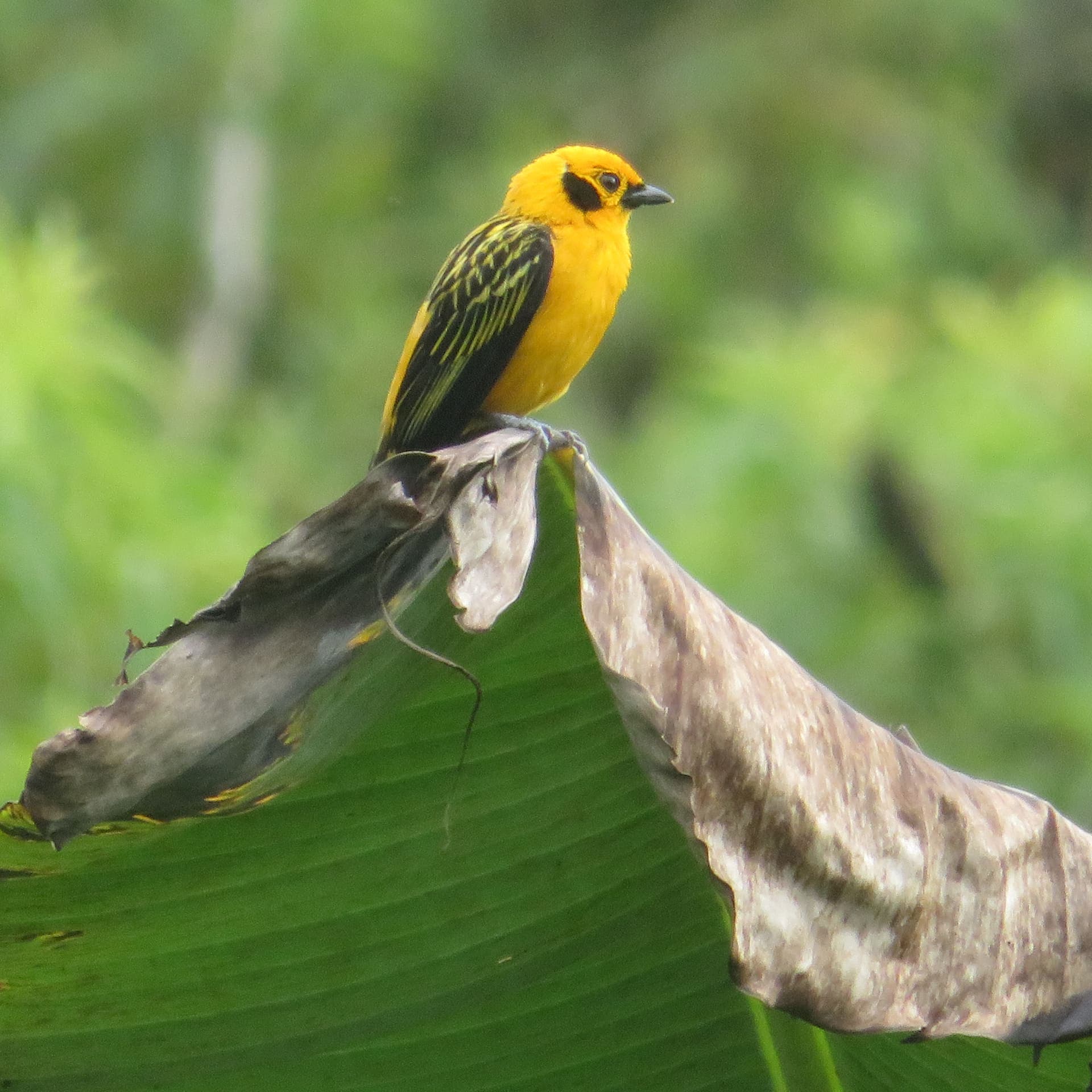 Vogelwelt