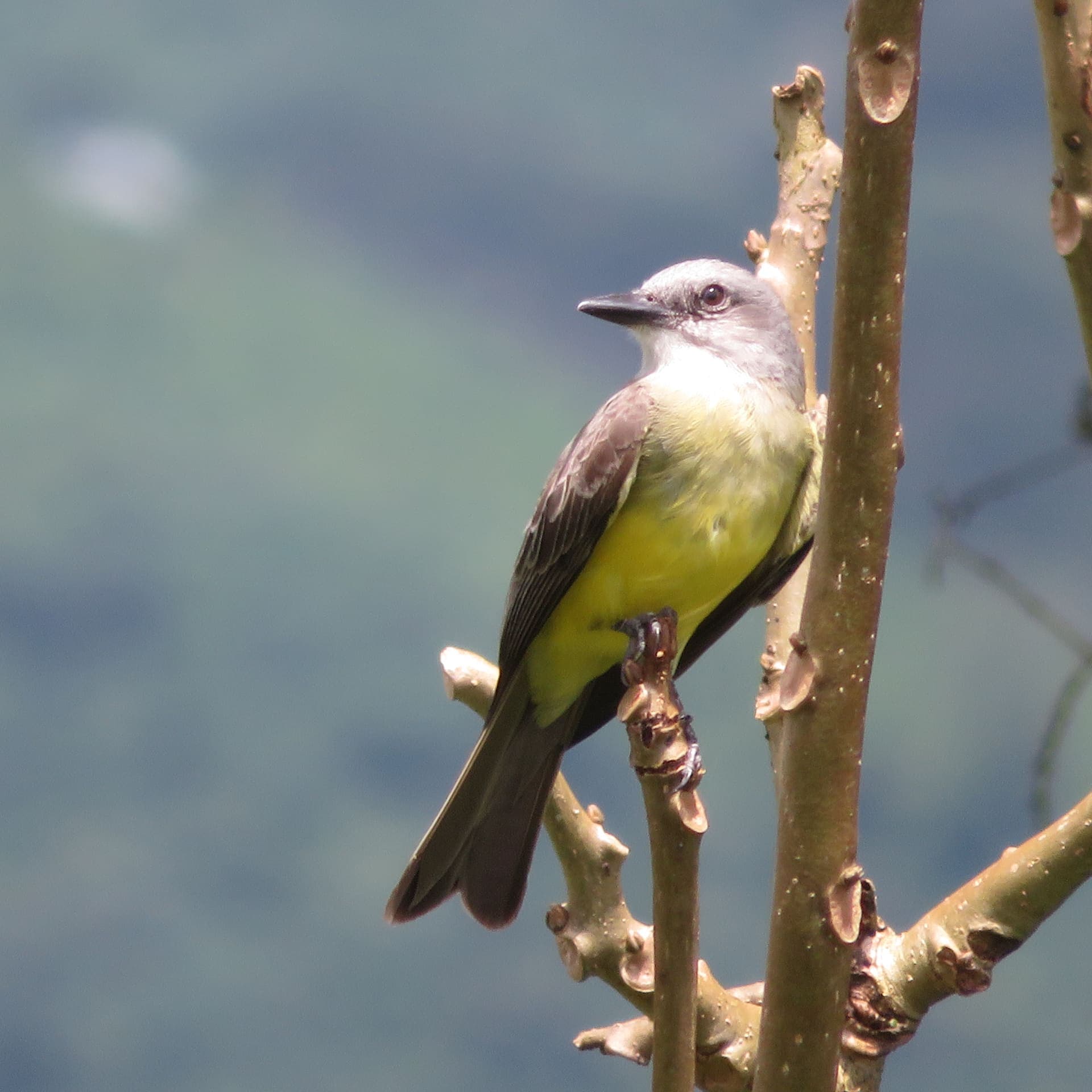 Vogelwelt