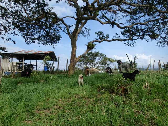 Hunde und Farmgebäude auf der Weide der Finca Morgenbrise